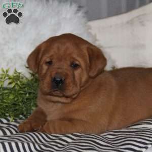 Gina, Fox Red Labrador Retriever Puppy